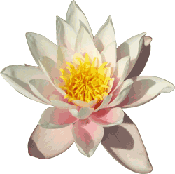 lotus flower